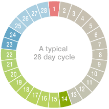 typical cycle