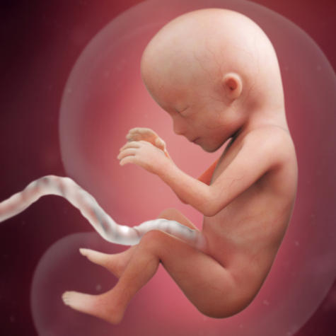 pregnancy week 15 lung development square