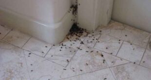Πώς θα απαλλαγώ από τα μυρμήγκια με φυσικό τρόπο;