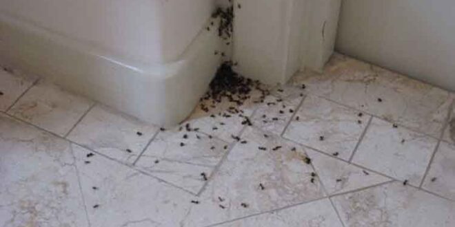 Πώς θα απαλλαγώ από τα μυρμήγκια με φυσικό τρόπο;