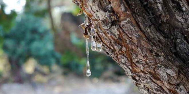 Στο εναλλακτικό μικροσκόπιο η μαστίχα