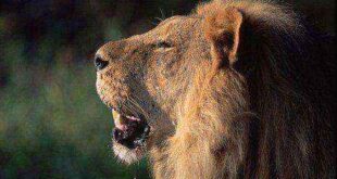 Λιοντάρι επιτίθεται σε δασκάλα μπροστά στους μαθητές της