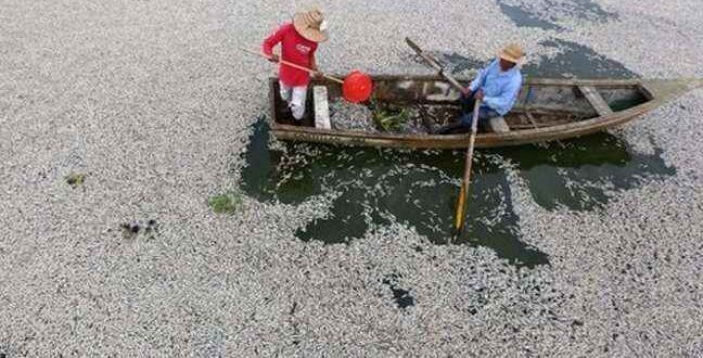 «Πλημμύρισε» με νεκρά ψάρια λίμνη του Μεξικό