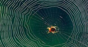 Μια εφαρμογή για όσους φοβούνται τις αράχνες