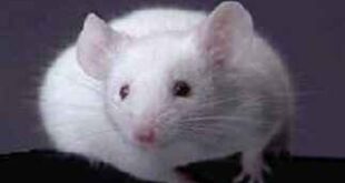 Όταν ένα ανθρώπινο γονίδιο εμφυτεύεται σε ποντίκια