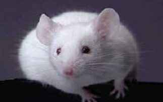 Όταν ένα ανθρώπινο γονίδιο εμφυτεύεται σε ποντίκια