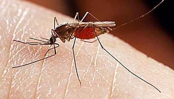 Διώξτε τα κουνούπια με στοματικό διάλυμα