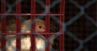 Νέο κρούσμα γρίπης των πτηνών στην Ολλανδία
