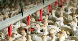 Ο ιός της γρίπης των πτηνών εντοπίστηκε στην Ολλανδία