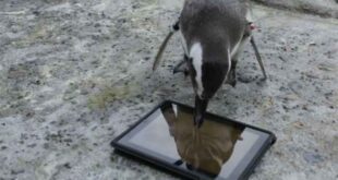 Ένα iPad... για τους πιγκουίνους