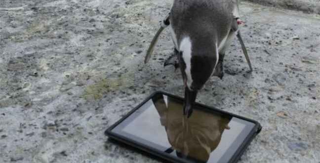 Ένα iPad... για τους πιγκουίνους