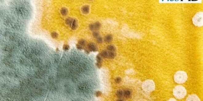 Αλλεργία από μούχλα στο σπίτι: Μάθετε τα συμπτώματα!