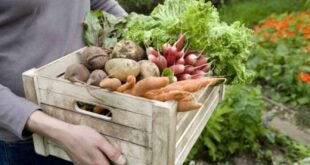 Κίνδυνοι και παρενέργειες από την κατανάλωση λαχανικών