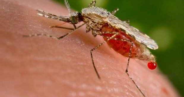 Στο μισό μειώθηκαν οι θάνατοι από ελονοσία