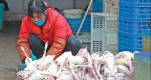 Δύο νεκροί στην Κίνα από τη γρίπη των πτηνών H7N9
