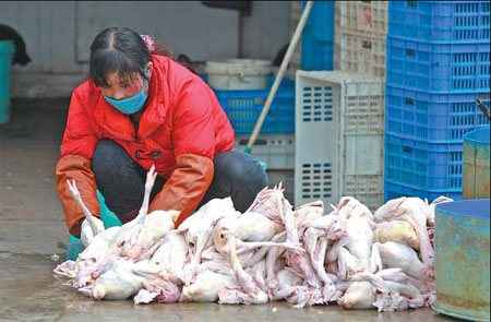 Δύο νεκροί στην Κίνα από τη γρίπη των πτηνών H7N9