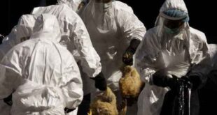 Κι άλλος θάνατος στην Αίγυπτο από τη γρίπη των πτηνών