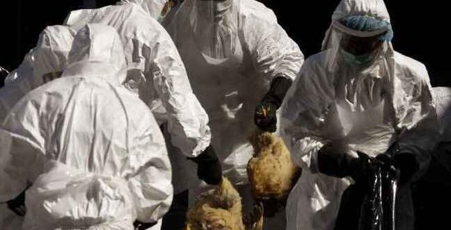 Κι άλλος θάνατος στην Αίγυπτο από τη γρίπη των πτηνών