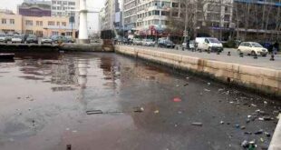 Νεκρά ψάρια στον Θερμαϊκό Κόλπο