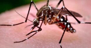 Έρευνα: Παρόμοια τα συμπτώματα του ιού Chikungunya και της ρευματοειδούς αρθρίτιδας