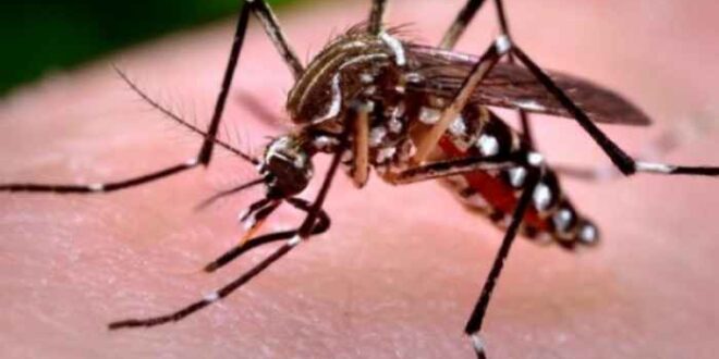 Έρευνα: Παρόμοια τα συμπτώματα του ιού Chikungunya και της ρευματοειδούς αρθρίτιδας