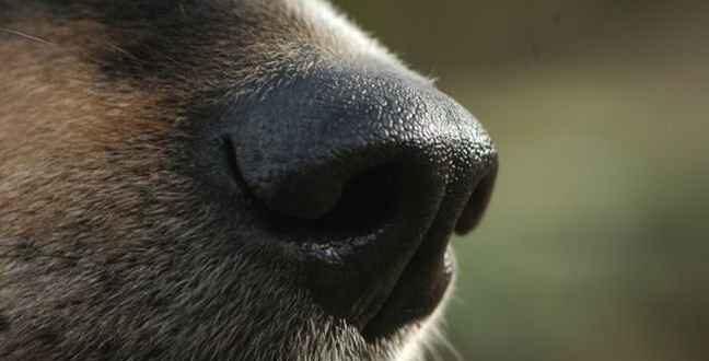 Σκύλος μυρίζει τον καρκίνο του θυρεοειδούς