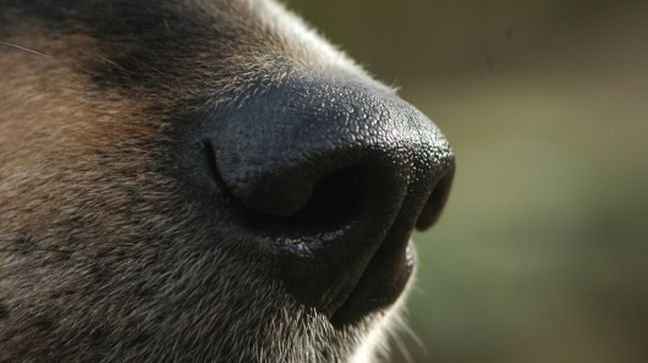 Σκύλος μυρίζει τον καρκίνο του θυρεοειδούς