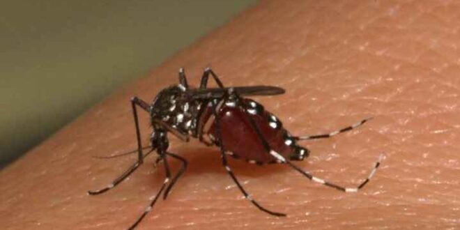 Τα κουνούπια... έλκονται από τα γονίδια