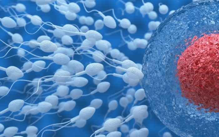 Ανδρική στειρότητα: Επιστήμονες έφτιαξαν για πρώτη φορά σπερματοζωάρια στο εργαστήριο