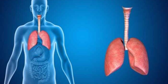 Πνευμονική Ίνωση: Ποιοι κινδυνεύουν περισσότερο από τη σοβαρή ασθένεια των πνευμόνων