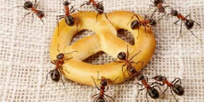 Πώς θα διώξετε τα μυρμήγκια