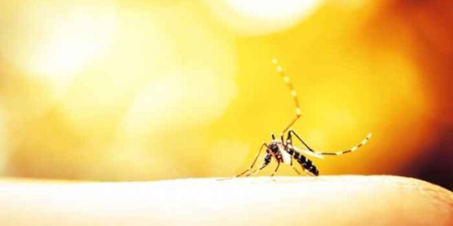 Τσίμπημα από κουνούπι: Πώς θα ανακουφιστείτε χωρίς να ξυστείτε
