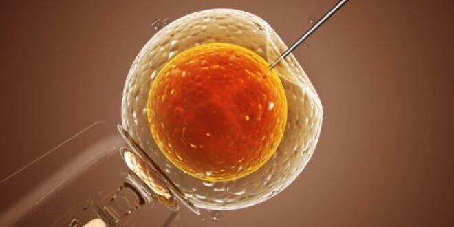 Το σπέρμα των 40ρηδων είναι πιο αποτελεσματικό στην τεχνητή γονιμοποίηση