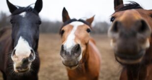 Άνθρωποι και άλογα έχουν παρόμοιες εκφράσεις προσώπου!