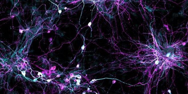 Επιστήμονες δημιούργησαν «γερασμένα» κύτταρα εγκεφάλου