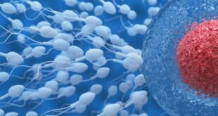 Σεξ και αλλαγές στο ανοσοποιητικό: Πώς επιδρούν στη γονιμότητα