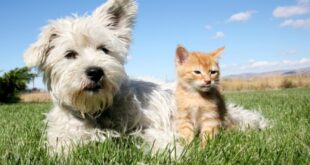 Δάγκωμα από σκύλο & γάτα: Τι πρέπει να κάνετε για να είστε ασφαλείς