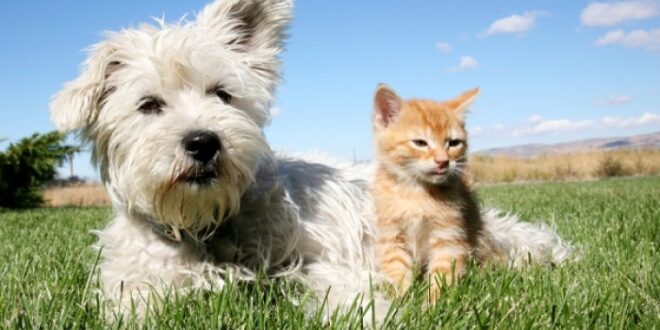 Δάγκωμα από σκύλο & γάτα: Τι πρέπει να κάνετε για να είστε ασφαλείς