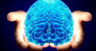 Ανακαλύφθηκαν δύο γονιδιακά δίκτυα νοημοσύνης στον εγκέφαλο