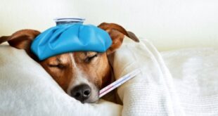 Διατροφή για γρίπη & κρυολόγημα: Δείτε τι πρέπει να αποφύγετε