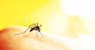 Ελονοσία: Τα μεταλλαγμένα στείρα κουνούπια «κλειδί» για την αντιμετώπιση της νόσου
