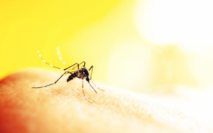 Ελονοσία: Τα μεταλλαγμένα στείρα κουνούπια «κλειδί» για την αντιμετώπιση της νόσου