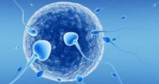 Εξωσωματική γονιμοποίηση και ενδοκυτοπλασμική έγχυση σπέρματος (ICSI)