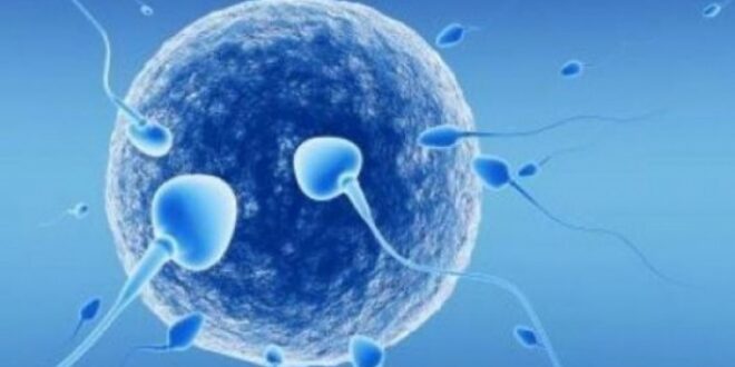 Εξωσωματική γονιμοποίηση και ενδοκυτοπλασμική έγχυση σπέρματος (ICSI)