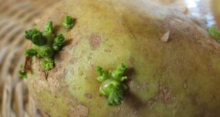 Πως να διατηρήσετε τις πατάτες χωρίς να βγάλουν φύτρες!