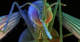 Με στείρα κουνούπια ελπίζουν να «φρενάρουν» την ελονοσία