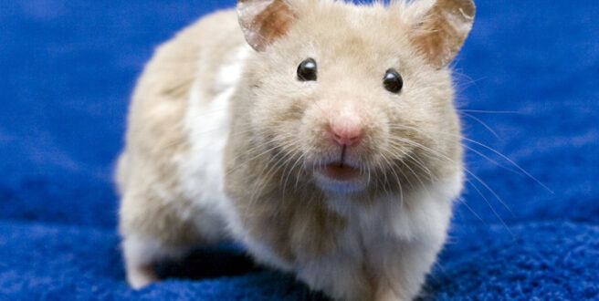 Ανέστρεψαν την οστεοπόρωση σε γερασμένα ποντίκια