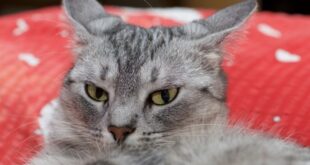 Τοξόπλασμα: Πώς επηρεάζει τη συμπεριφορά το παράσιτο που μεταδίδεται από τις γάτες