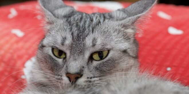 Τοξόπλασμα: Πώς επηρεάζει τη συμπεριφορά το παράσιτο που μεταδίδεται από τις γάτες