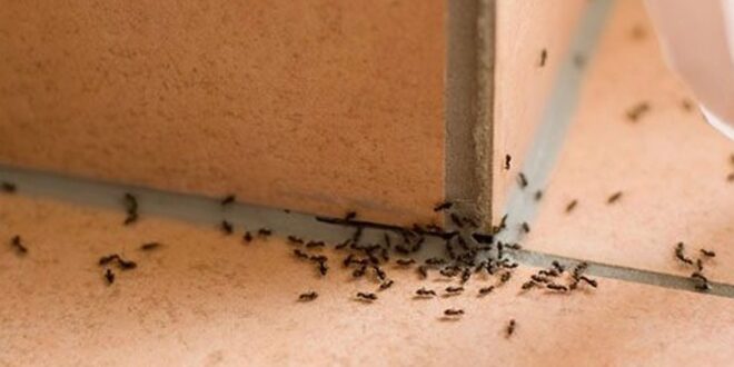 Πέντε φυσικοί τρόποι για να ξεφορτωθείτε τα μυρμήγκια από το σπίτι